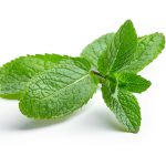 Pepermunt hydrolaat +&euro;12,25