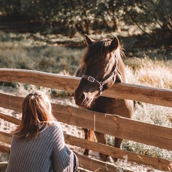 Puur Natuurlijke Paard & Ruiter Box
